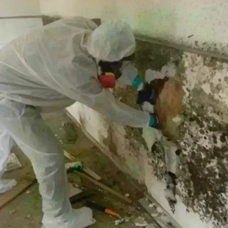 Mold Remediation and Removal in Minnewaukan, ND